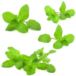 Ochucovacia pasta MEC3 Mäta 200 g