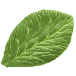 Žilkovač list Foglia 100x60mm