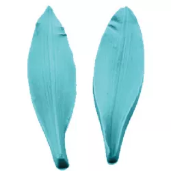 Žilkovač list 14x4 cm