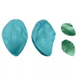 Žilkováč okvetný lístok 5×3 cm