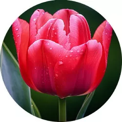 Jedlý papier tulipán 19,5 cm