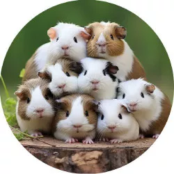 Jedlý papier morčiatka sa fotí 19,5 cm