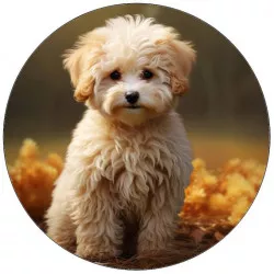 Jedlý papier šteňa biele 19,5 cm