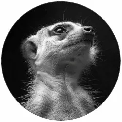 Jedlý papier surikaty 19,5 cm