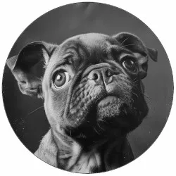 Jedlý papier buldoček čiernobiela fotografia 19,5 cm