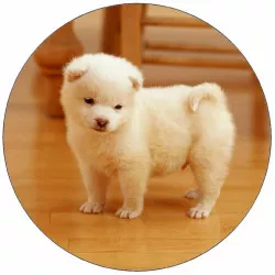 Jedlý papier šteňa na podlahe 19,5 cm