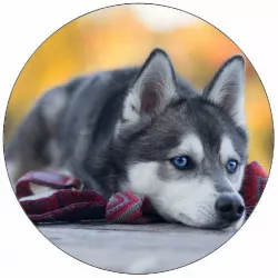 Jedlý papier šteniatko husky ležiace na zemi 19,5 cm