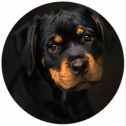 Jedlý papier spící šteniatko 19,5 cm