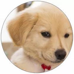 Jedlý papier šteniatko s mašľou 19,5 cm