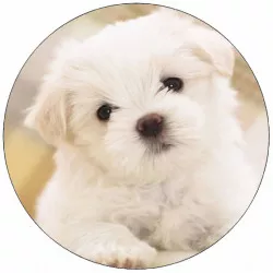 Jedlý papier šteňa Maltézáček 19,5 cm