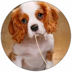 Jedlý papier šteňa so špagetou 9,5 cm