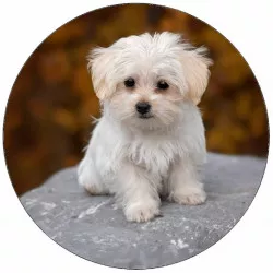 Jedlý papier šteniatko na kameni 19,5 cm