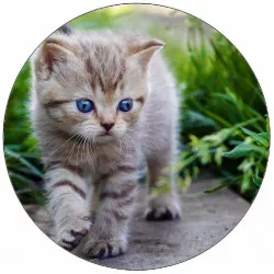 Jedlý papier mačka na chodníku 19,5 cm