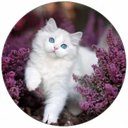 Jedlý papier mačky s modrými očami 19,5 cm