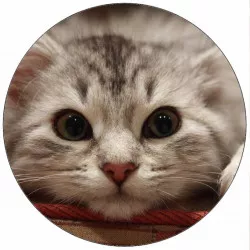 Jedlý papier ležiace mačiatko 19,5 cm