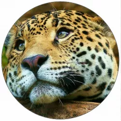 Jedlý papier Jaguár 19,5 cm