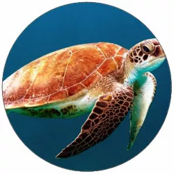 Jedlý papier slimy želvy pod vodou 19,5 cm