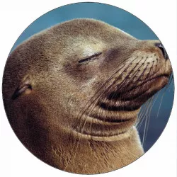 Jedlý papier tuleň 19,5 cm