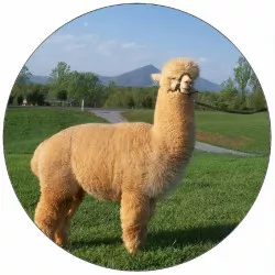 Jedlý papier lama 19,5 cm