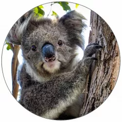 Jedlý papier medvěd koala 19,5 cm