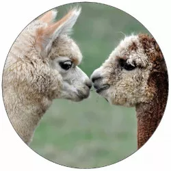 Jedlý papier tulící sa alpaky 19,5 cm