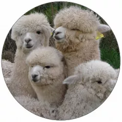 Jedlý papier stádo alpaky 19,5 cm