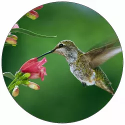 Jedlý papír lotosový květ 19,5 cm