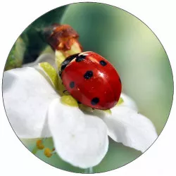 Jedlý papier beruška na bielom kvetе 19,5 cm