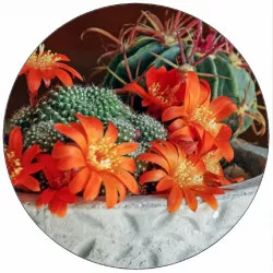 Jedlý papier kvitnúci kaktus 19,5 cm