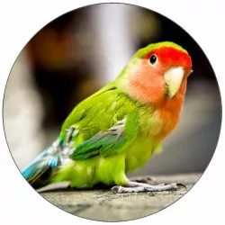 Jedlý papier, malý papagaľ 19,5 cm