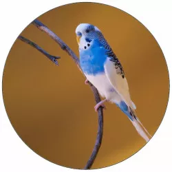 Jedlý papír modro-biela škrečka?