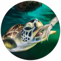 Jedlý papier morská korytnačka 19,5 cm