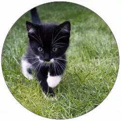 Jedlý papier mačky v tráve 19,5 cm