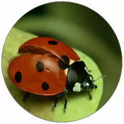 Jedlý papír beruška na listu 19,5 cm