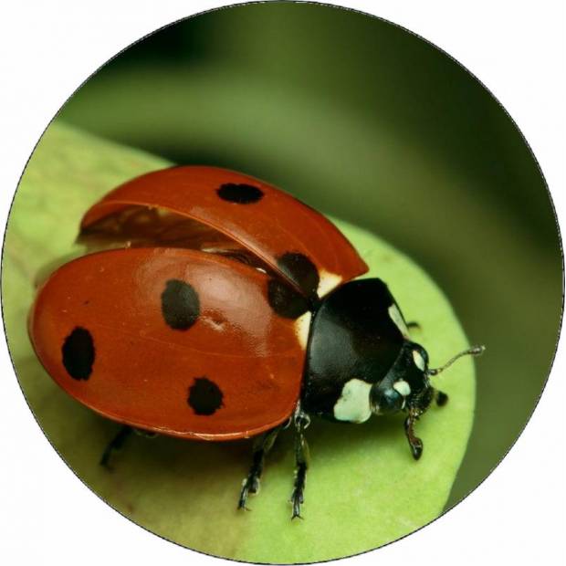Jedlá papierová beruška na liste 19,5 cm