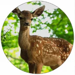 Jedlý papír losík 19,5 cm